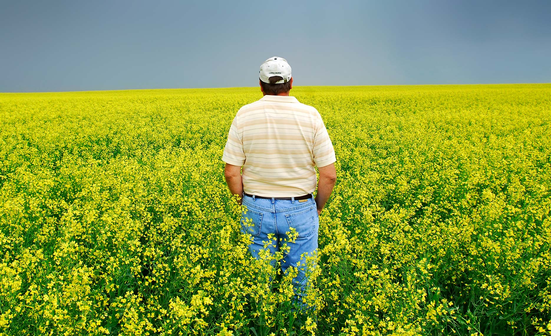 A photo of a North Dakota canola farmer taken by North Dakota commercial photographer Dan Koeck.