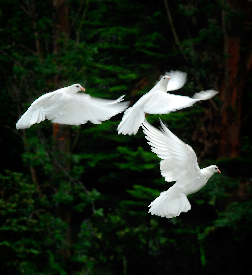 Flock of doves New Zealand